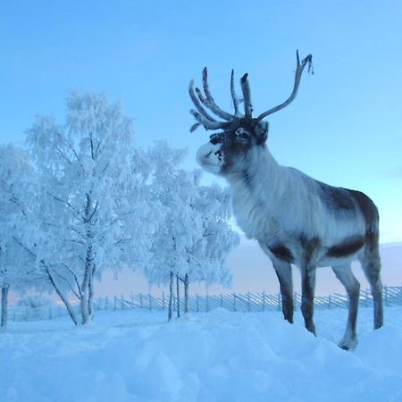 Reindeer Lodge Jukkasjärvi Exteriér fotografie