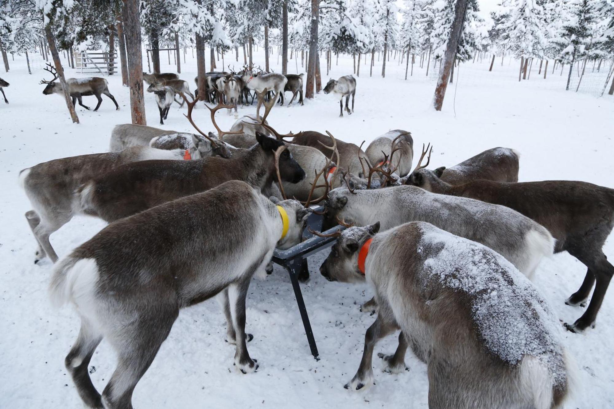 Reindeer Lodge Jukkasjärvi Exteriér fotografie