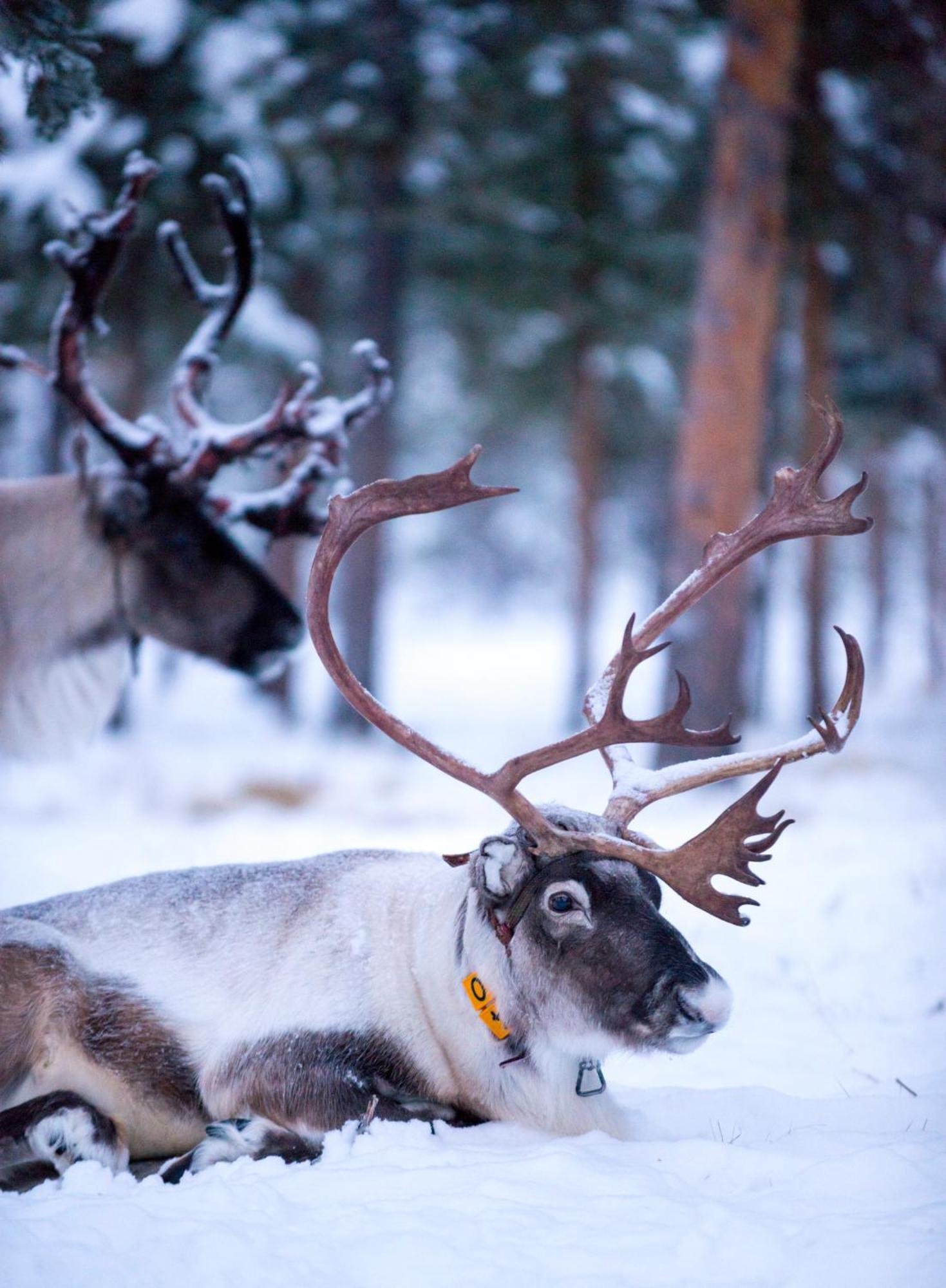 Reindeer Lodge Jukkasjärvi Exteriér fotografie
