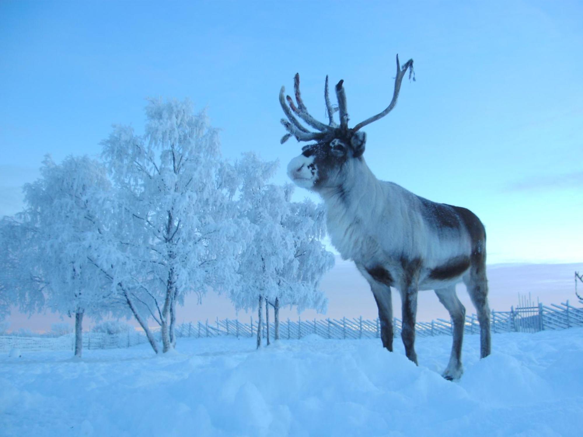 Reindeer Lodge Jukkasjärvi Exteriér fotografie