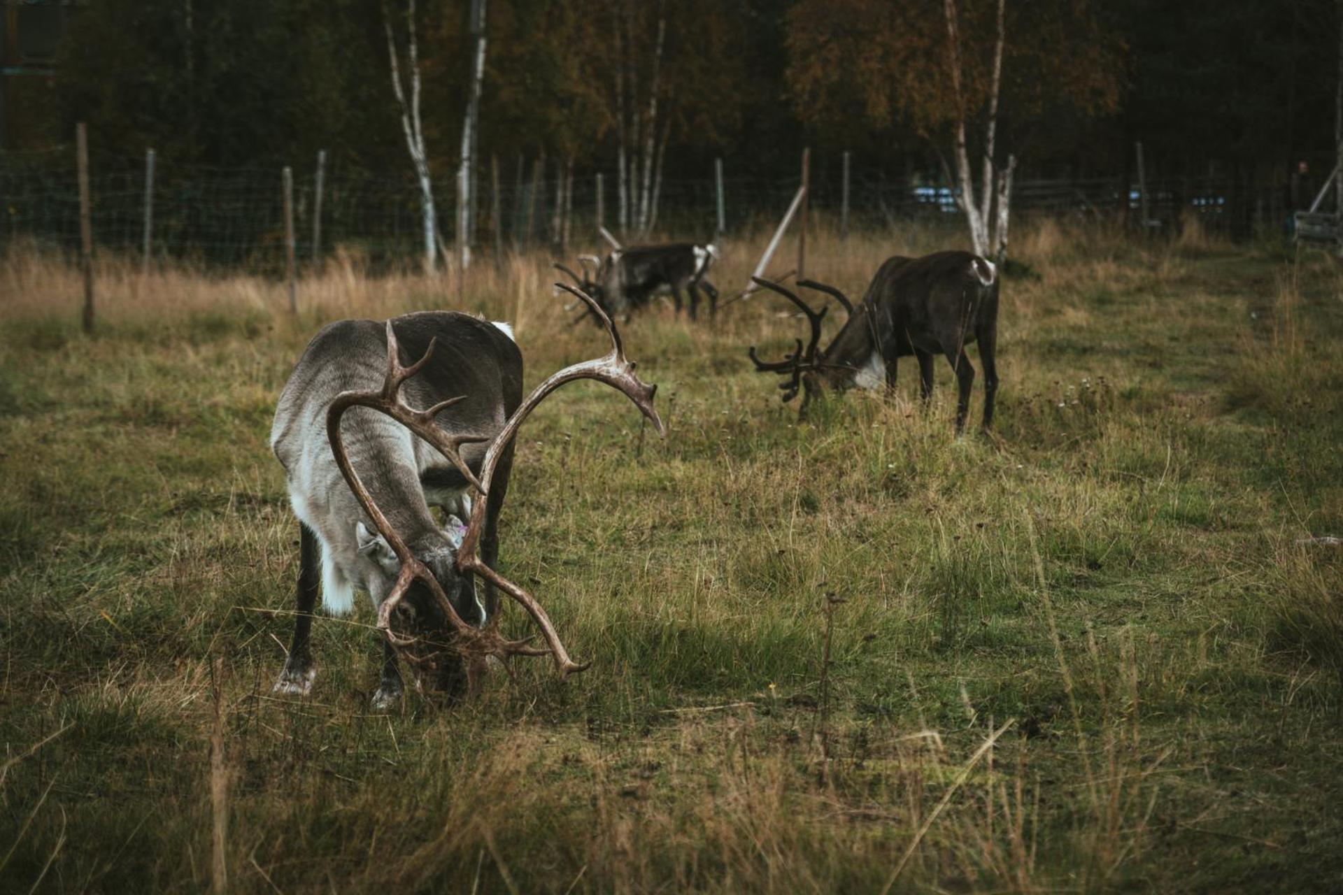 Reindeer Lodge Jukkasjärvi Exteriér fotografie